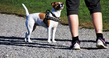 dog trainer